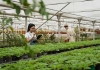信阳农林学院成教《植物检疫》高起专课程作业及答案